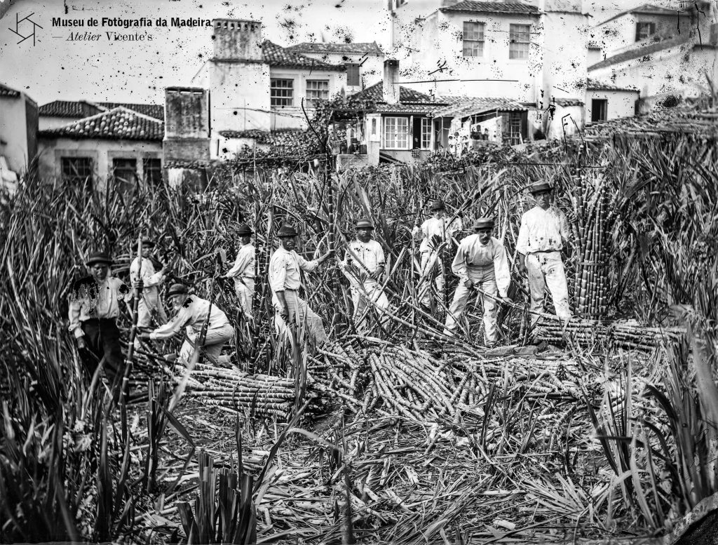 Apanha de cana-de-açúcar, no concelho do Funchal - Anterior a 1905