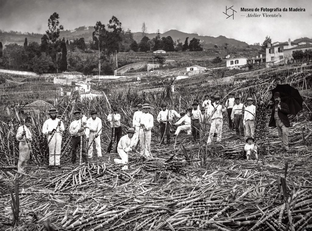 Apanha de cana-de-açúcar, freguesia de Santa Luzia, concelho do Funchal - Anterior a 1905