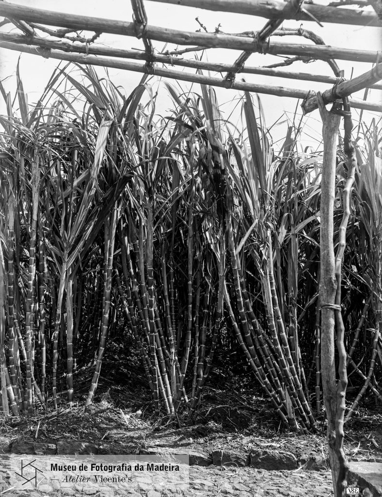 Apanha de cana-de-açúcar, em local não identificado - Anterior a 1905