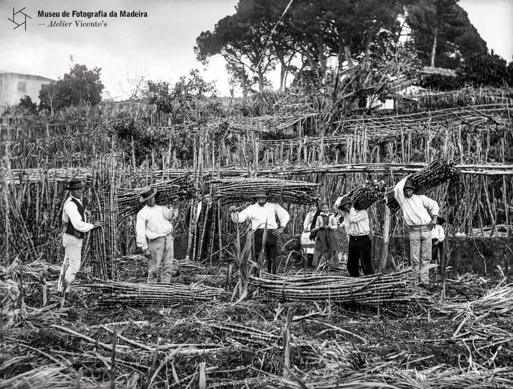 Apanha de cana-de-açúcar, em local não identificado - Anterior a 1905