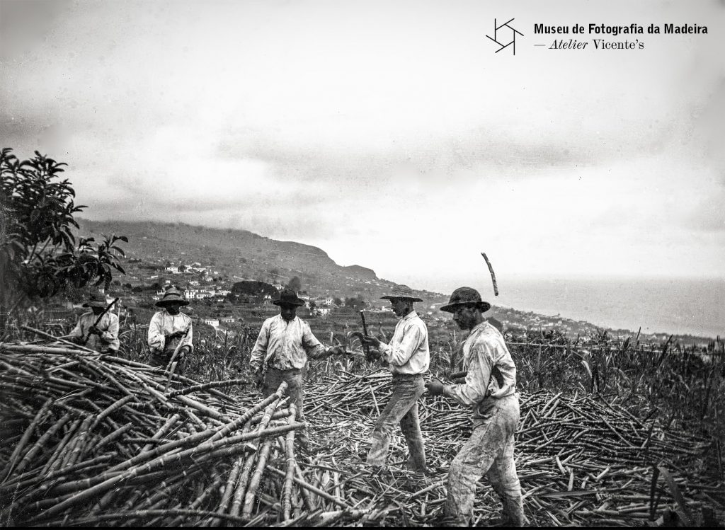 Apanha de cana-de-açúcar, concelho do Funchal - Anterior a 1905