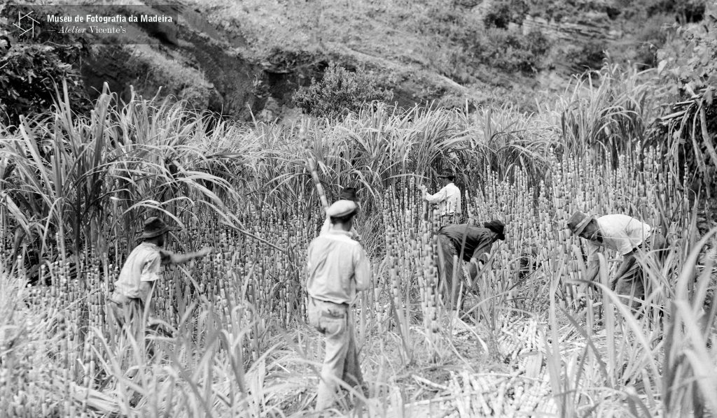 Apanha de cana-de-açúcar, freguesia de São Martinho, concelho do Funchal - 1951-04-22