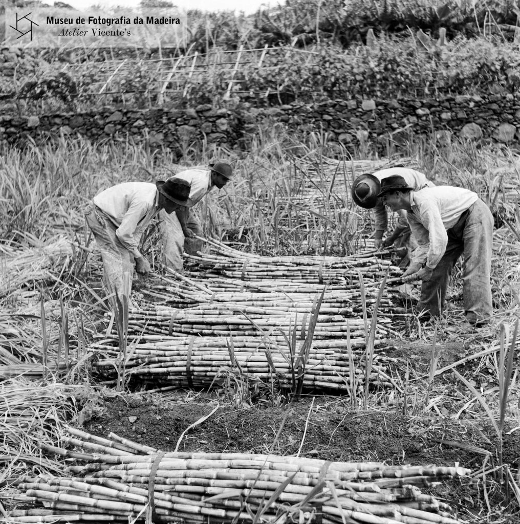 Apanha de cana-de-açúcar, freguesia de São Martinho, concelho do Funchal - 1955-04-22