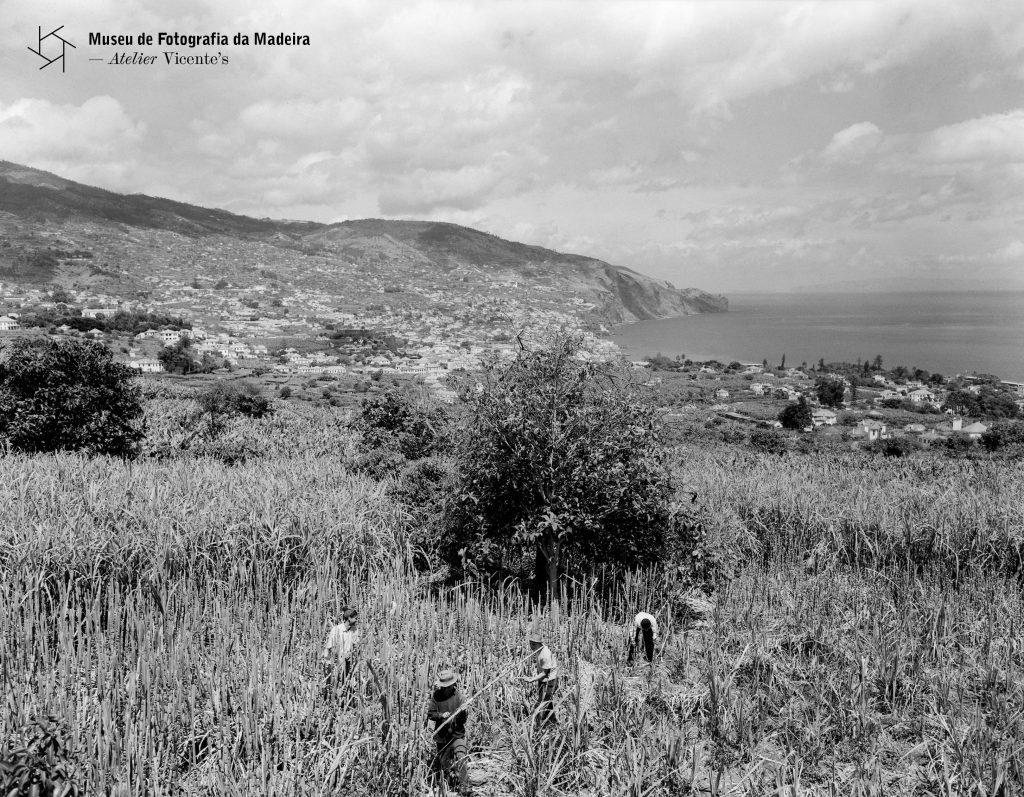 Apanha de cana-de-açúcar, freguesia de São Martinho, concelho do Funchal - 1959-05-19