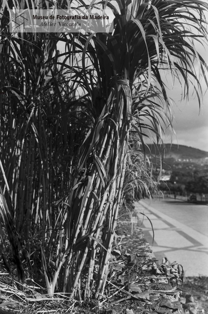 Plantação de canas-de-açúcar em local não identificado no concelho do Funchal - 1940-12-16